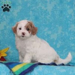Sapphire/Shih-Poo									Puppy/Female	/8 Weeks,Trixie, our momma shih-poo, weighs in at 15 lbs — she’s a darling, so smart, always ready for some action. Reddy Johnson, our toy poodle weighs 9 lbs, he is a favorite. So sweet, calm for a poodle, always ready to share some love. We have F1b pupppies here, which tend to bring a greater variation, in the poodle and shih-tzu genetics, So pick your favorite! A great mix, poodles are so smart, sharp, and always ready for some exciting playtime. Shih-tzus tend to be more calm and easy going, creating wonderful temperments. These little ones are well socialized — just waiting to give you lots of love! They are up to date on their vaccinations and dewormings, and have been vet checked. Feel free to call with questions, or to set up a time to come visit them. Thanks, 