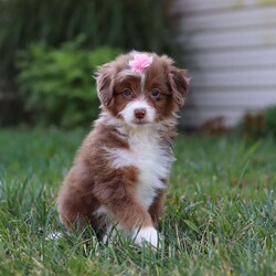 Emmy/Mini Aussiedoodle									Puppy/Female	/8 Weeks,Meet Emmy, a darling Mini Aussiedoodle with the sweetest personality and the softest, curly coat. With her bright, expressive eyes and playful spirit, she has a special way of bringing joy to every moment. She loves bouncing around, exploring, and playing with her favorite toys, but she’s just as happy to curl up for snuggles when it’s time to relax. Friendly, smart, and full of charm, she is the kind of puppy who will quickly capture your heart.