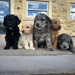 Adopt a dog:Cockapoo puppies/Cockapoo/Female/6 weeks,Our beloved family pet Prim has given birth to a beautiful litter of cockapoo puppies.
