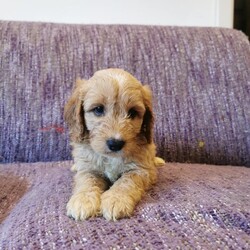 Adopt a dog:Cockapoos Puppy for sale /Cockapoo/Female/7 weeks,We have 6 beautiful F1 cockapoo puppies available from the 1st of October, 4 girls 2 boys, 3 apricot and 3 black. They come from our family pet cocker spaniel and are great with kids also our ragdoll cats. Their mother is a cocker spaniel and the father a kennel club registered toy poodle. They will have started worm / flea treatment and will be microchiped and vaccination ready for there new homes. Please call to make an appointment to view these lovely little bundles of fun. We look forward to hearing from you soon.