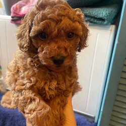 Adopt a dog:Red Toy Poodle two girls available now/Toy Poodle/Female/9 weeks,Margo my Kc registered, fully health tested red toy poodle has had a litter of puppies with a Kc registered, fully health tested Red toy poodle and there are two girls left available.  They have and continue to be brought up in the heart of the home, not caged at all.  Both parents are tiny so true toy poodle sizes of 9in and between 2.5-3kg in weight.  They have had their first injection, been chipped, wormed and flea treated so ready to go to their forever homes.