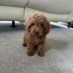 Adopt a dog:Miniature poodle puppy /Miniature Poodle/Female/11 weeks,Are beautiful girl princess has given us 3 beautiful red miniature poodles puppy’s 2 girls 1 boy mum is are kc registered miniature poodle and dad is a miniature kc registered poodle (stud) both mum and dad are pra clear and health tested puppy’s have been raised in a family environment with my 4 kids puppy’s are flea and wormed up to date last boy remaining ready to leave now any more questions feel free to message me  now reserved