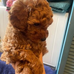 Adopt a dog:Red Toy Poodle two girls available now/Toy Poodle/Female/9 weeks,Margo my Kc registered, fully health tested red toy poodle has had a litter of puppies with a Kc registered, fully health tested Red toy poodle and there are two girls left available.  They have and continue to be brought up in the heart of the home, not caged at all.  Both parents are tiny so true toy poodle sizes of 9in and between 2.5-3kg in weight.  They have had their first injection, been chipped, wormed and flea treated so ready to go to their forever homes.