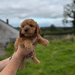 Miniature goldendoodle puppies. /Goldendoodle/Female/9 weeks, 6 miniature F1B golden doodle puppies looking for a new home  