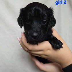 Adopt a dog:F2 cockapoo puppies looking for forever homes /Cockapoo/Female/5 weeks,6 beautiful cockapoo puppies looking for homes out of litter of 8. 3 boys 3 girls.