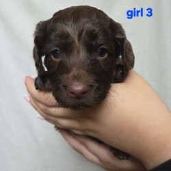 Adopt a dog:F2 cockapoo puppies looking for forever homes /Cockapoo/Female/5 weeks,6 beautiful cockapoo puppies looking for homes out of litter of 8. 3 boys 3 girls.