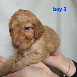 Adopt a dog:F2 cockapoo puppies looking for forever homes /Cockapoo/Female/5 weeks,6 beautiful cockapoo puppies looking for homes out of litter of 8. 3 boys 3 girls.