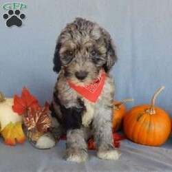 Bear (medium)/Mini Sheepadoodle									Puppy/Male	/12 Weeks,Have you been looking for a new furry friend? Look no further! I have the sweetest little sheepadoodle face you have ever seen… My name is Bear and I would love to come home with you! I am sure with one look into my warm, sweet eyes and I’ll be sure I will have captured your heart already! I am very happy, playful and very kid friendly! I stand out above the rest with my uniquely marked blue merle coat!! Full of personality and always ready to give amazing puppy kisses, I would love to fill your home with all of my puppy love! I have been vet checked and I am up to date on vaccinations and dewormings and I will also come with a 1-year guarantee with the option of extending it to a 3-year guarantee. We ship anywhere in the USA!!! My mother is our sweet, loving 44# sheepadoodle named Lily, and the father is Cory, a 15# blue merle mini poodle! That makes me an F1b medium sized sheepadoodle and I will grow to approx. 25-35# and I will be hypoallergenic and nonshedding!! Why wait when you know I am meant to be yours? Call or text Martha to make me the newest addition to your family and get ready to spend a lifetime of tail wagging fun! (7% sales tax on in home pickups)