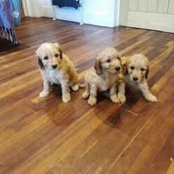 Adopt a dog:Cockapoos Puppy for sale /Cockapoo/Female/7 weeks,We have 6 beautiful F1 cockapoo puppies available from the 1st of October, 4 girls 2 boys, 3 apricot and 3 black. They come from our family pet cocker spaniel and are great with kids also our ragdoll cats. Their mother is a cocker spaniel and the father a kennel club registered toy poodle. They will have started worm / flea treatment and will be microchiped and vaccination ready for there new homes. Please call to make an appointment to view these lovely little bundles of fun. We look forward to hearing from you soon.