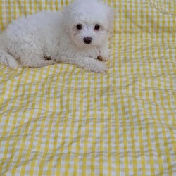 Adopt a dog:Bichon Maltese Puppies – 1 Girl, Ready for New Homes/Maltese/Female/9 weeks,Adorable Bichon Maltese puppies looking for loving homes – 1 girl.