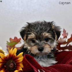 Captain/Morkie / Yorktese									Puppy/Male	/7 Weeks,Our adorable Morkie puppies are ready to find their loving forever homes! These sweet little ones are a delightful mix of Maltese and Yorkshire Terrier, known for their affectionate personalities and playful charm. They have been family raised with lots of love and care, ensuring they are well-socialized and comfortable around children and other pets. With their soft coats and bright, curious eyes, they are sure to steal your heart from the moment you meet them.