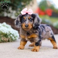 Darla/Dachshund									Puppy/Female	/7 Weeks,Meet Darla, an absolutely heart-melting ACA Dachshund puppy who’s as sweet as she is adorable! With her tiny paws, soulful eyes, and that signature long little body, she’s the very definition of cuteness. She loves nothing more than wiggling her way into your lap, where she can shower you with snuggles and happy tail wags that brighten every moment. Playful, curious, and full of love, this precious girl is sure to steal hearts wherever she goes.