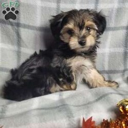 Cinnamon/Morkie / Yorktese									Puppy/Male	/8 Weeks,Cinnamon is a sweet and playful puppy.He has a laid back personality , was raised with children and would love to be part of your family fun. He is ready to give love laughter and cuddles to his forever family. He is up to dates on shots and dewormer. Shipping  is available.  Please contact us to make sweet Cinnamon your very own puppy!