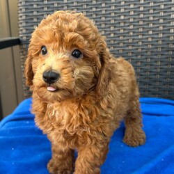 Adopt a dog:Luke/PuppySpot/Male/11 weeks,Hi, I'm Luke! I'm an 11-week-old male Poodle with a beautiful red coat, born on July 10, which makes me a Cancer pup. I am ready now to plan my trip to my forever family. I'm APRI registered. I will make your heart as full as mine is with love.