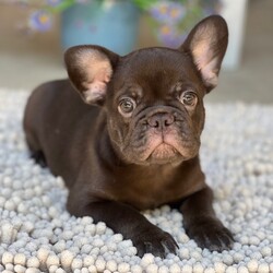 Adopt a dog:Duke/PuppySpot/Male/12 weeks,Hi, I'm Duke! I'm a 12-week-old male French Bulldog with a beautiful chocolate & tan coat, born on July 2, which makes me a Cancer pup. I am ready now to plan my trip to my forever family. Once I reach my adult size, I'm expected to weigh between 20–25 lbs. I'm AKC registered. I can't wait to share my puppy love and silly quirks with you.
