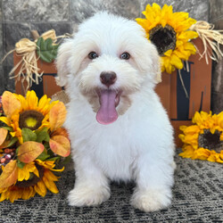 Adopt a dog:Zach/PuppySpot/Male/16 weeks,Hi, I'm Zach! I'm a 16-week-old male Havanese with a beautiful cream coat, born on June 2, which makes me a Gemini pup. I am ready now to plan my trip to my forever family. Once I reach my adult size, I'm expected to weigh between 10–12 lbs. I'm AKC registered. I'm all set to fill your home with laughter and paw-some moments.