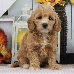 Adopt a dog:Jase/PuppySpot/Male/9 weeks,Hi, I'm Jase! I'm a 9-week-old male Goldendoodle with a beautiful apricot coat, born on July 25, which makes me a Leo pup. I am ready now to plan my trip to my forever family. My heart is big, my paws are tiny, and I'm ready to love you endlessly.