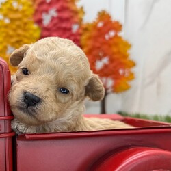 Adopt a dog:Pumpkin/PuppySpot/Male/4 weeks,Hi, I'm Pumpkin! I'm a 4-week-old male Poodle with a beautiful apricot coat, born on August 28, which makes me a Virgo sign. I'll be ready to go home to my forever family after October 23, once I'm grown enough to leave my litter. I'm AKC registered. My bags are packed because my breeder told me that I am going to go start the adventure of my life with my forever family.