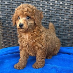 Adopt a dog:Luke/PuppySpot/Male/11 weeks,Hi, I'm Luke! I'm an 11-week-old male Poodle with a beautiful red coat, born on July 10, which makes me a Cancer pup. I am ready now to plan my trip to my forever family. I'm APRI registered. I will make your heart as full as mine is with love.
