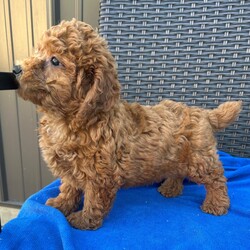 Adopt a dog:Luke/PuppySpot/Male/11 weeks,Hi, I'm Luke! I'm an 11-week-old male Poodle with a beautiful red coat, born on July 10, which makes me a Cancer pup. I am ready now to plan my trip to my forever family. I'm APRI registered. I will make your heart as full as mine is with love.