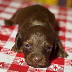 Adopt a dog:Saturn/PuppySpot/Male/5 weeks,Hi, I'm Saturn! I'm a 5-week-old male Dachshund with a beautiful chocolate & tan coat, born on August 19, which makes me a Leo sign. I'll be ready to go home to my forever family after October 14, once I'm grown enough to leave my litter. I'm ICA registered. I'm all set to bring my cheerful energy into your home.