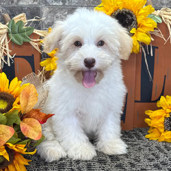 Adopt a dog:Zach/PuppySpot/Male/16 weeks,Hi, I'm Zach! I'm a 16-week-old male Havanese with a beautiful cream coat, born on June 2, which makes me a Gemini pup. I am ready now to plan my trip to my forever family. Once I reach my adult size, I'm expected to weigh between 10–12 lbs. I'm AKC registered. I'm all set to fill your home with laughter and paw-some moments.