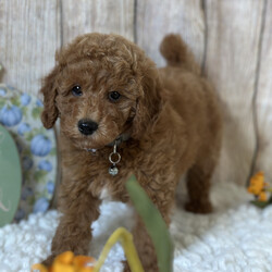 Adopt a dog:Magic/PuppySpot/Male/12 weeks,Hi, I'm Magic! I'm a 12-week-old male Poodle with a beautiful red coat, born on July 3, which makes me a Cancer pup. I am ready now to plan my trip to my forever family. I'm ACA registered. Spending my life with you will make me the happiest puppy ever.