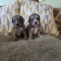 Adopt a dog:F1 toy cockpoos/Cockapoo/Female/6 weeks,happy to annouce our F1 TOY cockapoo babies are now available to potential new families as they are now 5 weeks old we feel they have their own personailies coming through and well enough developed for familys to visit them