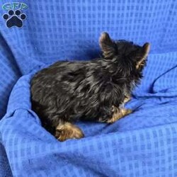 Sonny- tiny/Yorkie									Puppy/Male	/9 Weeks,Sonny is a very sweet and well socialized puppy, he loves to play with children. He is smaller than his brother,  but very lively  and friendly.  His parents  are approximately  4 to 5 #, therefore Sonny will possibly be  on the smaller  side as an adult . Please contact us to make sweet Sonny your very own puppy!