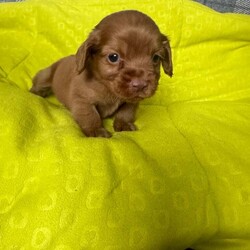 Adopt a dog:Cocker spaniel puppies field trial lines . /Cocker Spaniel/Female/7 weeks,Here we have our stunning litter of cocker spaniels . We own both parents and they are both here to view with the pups . Both grand father are ftch and well known top stud dogs . Ted the father has every health test for spaniels including bva eye test . Mum is very well bred health tested lines . Pups will be kc registered micro chipped wormed and front lined . Pups will be ready to leave from the 18th of October we don’t first vaccine the pups due to the different brands of vaccination the vets use so please prepare for vaccinations and ask your vet if you want to query this prior to enquiring as it save double vaccinating pups .