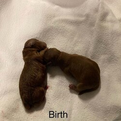 Adopt a dog:F1B TINY COCKAPOOS/Cockapoo/Female/5 weeks,My tiny cockapoo matilda has given birth to three stunning girls, (dark face puppy sold) (red pup sold)
