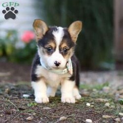 Cinderella/Pembroke Welsh Corgi									Puppy/Female	/8 Weeks,Meet Cinderella, our adorable AKC Registered Pembroke Welsh Corgi! With her signature short legs, fluffy coat, and perky ears, she is the epitome of Corgi cuteness. This playful and affectionate breed is known for its intelligence and lively spirit, and she is no exception. When the day’s adventures are over, she transforms into a snuggle expert, ready to melt your worries away with her warmth and cuddles. Whether she’s chasing toys, exploring the outdoors, or curling up for a cozy nap, her charm will steal your heart.