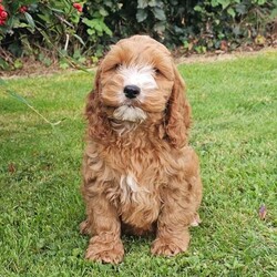 Adopt a dog:Cockapoo Puppies F1/Cockapoo/Female/11 weeks,These beautiful F1 Cockapoo’s are ready for their forever home. The mother can be seen with the puppies and is a red Cocker Spaniel. The father is a miniature poodle. They puppies are eating solid food, they are vet checked, fully up to date with vaccinations and microchipped. They come with their vet card and some of the food they have been eating. Please call or text for more information.