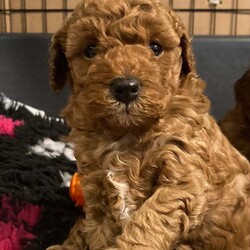 Adopt a dog:F1B TINY COCKAPOOS/Cockapoo/Female/5 weeks,My tiny cockapoo matilda has given birth to three stunning girls, (dark face puppy sold) (red pup sold)