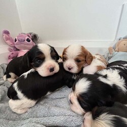 Cavalier King Charles puppies/Cavalier King Charles Spaniel/Female/3 weeks,So so happy to show you that our beautiful girl Polly has had a litter of puppies. We are absolutely besotted with them all. 