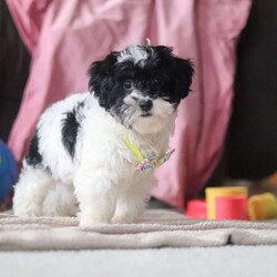 Drew/Shih-Poo									Puppy/Male	/12 Weeks,Say hello to Drew, our sweet little Shihpoo! With his silky-soft coat, bright eyes, and irresistible charm, Drew is sure to steal hearts wherever he goes. He’s everything you’d expect from a Shihpoo-sweet, playful, and happiest when he’s right by your side. Raised with lots of love and care, Drew is well-socialized and ready to join his forever family. Whether he’s bouncing around with joy or snuggling up for cuddle time, this little guy is guaranteed to bring endless smiles and love to your home.