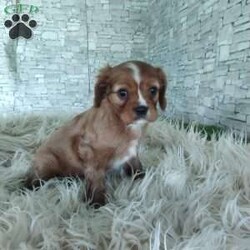 AJ/Cavalier King Charles Spaniel									Puppy/Male	/7 Weeks,Look at me! A healthy happy friendly playful puppy who loves to give puppy kisses! Born and raised in the rolling hills of Holmes county .come meet me or I can be transported to your front door for a small additional fee.text or call for more info.