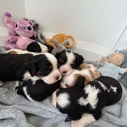 Cavalier King Charles puppies/Cavalier King Charles Spaniel/Female/3 weeks,So so happy to show you that our beautiful girl Polly has had a litter of puppies. We are absolutely besotted with them all. 