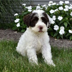 Bailey/Portuguese Water Dog									Puppy/Female	/June 29th, 2025,I would love to be your next pet. I am up to date on all shots and dewormers & im vet checked. Please contact us Monday – Saturday all Sunday calls will be returned mondays.  