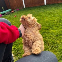 Adopt a dog:Poodle Miniature Puppy – Ready Now/Miniature Poodle/Female/9 weeks,Adorable 8-week-old miniature poodle looking for a loving home.