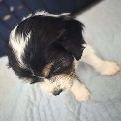 Adopt a dog:2 cockapoo x king charles puppies/Cockapoo/Female/7 weeks,We have 2 cockapoo x king charles female puppies who need a forever home. They will be microchiped and there first round of vaccinations will be done before collectio