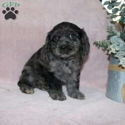 Lavendar/Cocker Spaniel									Puppy/Female	/August 27th, 2025,Are you looking for a classic family dog who was born to be snuggled? This Cocker Spaniel puppy has had all the love and attention from our family starting on day one and is ready to have a forever family to share puppy kisses with! Each puppy comes up to date on shots and dewormer, has been vet checked, and comes with an extended health guarantee for your peace of mind! The mother Lily is our family dog and she is a great momma to her puppies teaching them how to play and explore. If you are looking for the ideal family dog contact us today to learn how you can make this puppy your own!