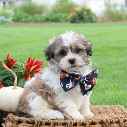 Grant/Teddy Bear									Puppy/Male	/10 Weeks,This precious Shichon puppy will win you over with his charisma and charm! Grant is a bubbly boy who is well socialized and great with kids. He is being raised by a family with children and is ready to make your acquaintance! Grant has been seen by a vet and is up to date on shots and de-wormer, plus he comes home with a health guarantee provided by the breeder. Are you interested in this petite pooch?