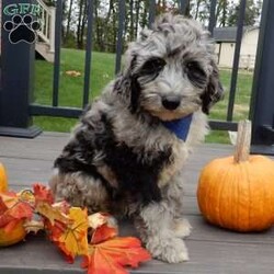 Bear (medium)/Mini Sheepadoodle									Puppy/Male	/12 Weeks,Have you been looking for a new furry friend? Look no further! I have the sweetest little sheepadoodle face you have ever seen… My name is Bear and I would love to come home with you! I am sure with one look into my warm, sweet eyes and I’ll be sure I will have captured your heart already! I am very happy, playful and very kid friendly! I stand out above the rest with my uniquely marked blue merle coat!! Full of personality and always ready to give amazing puppy kisses, I would love to fill your home with all of my puppy love! I have been vet checked and I am up to date on vaccinations and dewormings and I will also come with a 1-year guarantee with the option of extending it to a 3-year guarantee. We ship anywhere in the USA!!! My mother is our sweet, loving 44# sheepadoodle named Lily, and the father is Cory, a 15# blue merle mini poodle! That makes me an F1b medium sized sheepadoodle and I will grow to approx. 25-35# and I will be hypoallergenic and nonshedding!! Why wait when you know I am meant to be yours? Call or text Martha to make me the newest addition to your family and get ready to spend a lifetime of tail wagging fun! (7% sales tax on in home pickups)