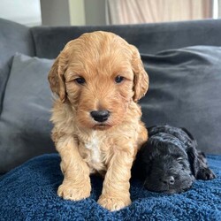 Adopt a dog:F1 gorgeous cockapoo puppies 2 boys /Cockapoo/Female/5 weeks,F1 cockapoo puppies  2 boys , 5 weeks old, born and raised in the heart of our home .