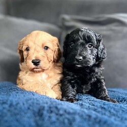Adopt a dog:F1 gorgeous cockapoo puppies 2 boys /Cockapoo/Female/5 weeks,F1 cockapoo puppies  2 boys , 5 weeks old, born and raised in the heart of our home .