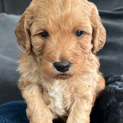 Adopt a dog:F1 gorgeous cockapoo puppies 2 boys /Cockapoo/Female/5 weeks,F1 cockapoo puppies  2 boys , 5 weeks old, born and raised in the heart of our home .