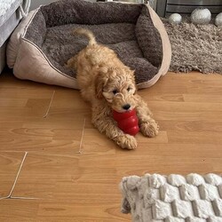 13 Week Cavapoo Female Cavapoo is available for adoption