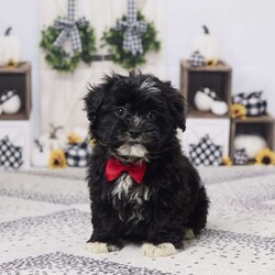 Buster/Havapoo									Puppy/Male	/12 Weeks,Meet Buster, a lovable Hava-Poo with a playful heart and a gentle soul! Raised with care by our family, Buster is well-socialized, happy, and ready to bring joy to your home. He’s been vet checked, is up to date on his vaccines and dewormer, and is in great health. Whether it’s snuggles on the couch or fun in the yard, Buster is ready to be your best friend.