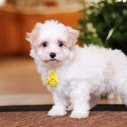 Carson/Maltipoo									Puppy/Male	/8 Weeks,Carson will join his new family vet-checked, microchipped, up to date on vaccines and dewormer, and covered by our one-year health guarantee. If you have any questions or would like to learn more, feel free to call or text Tina Hershberger 